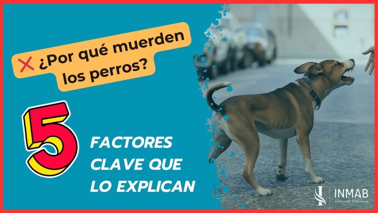 Miniatura del video INMAB: perro mostrando los dientes a una mano extendida. Explicación de factores clave detrás de las mordeduras caninas