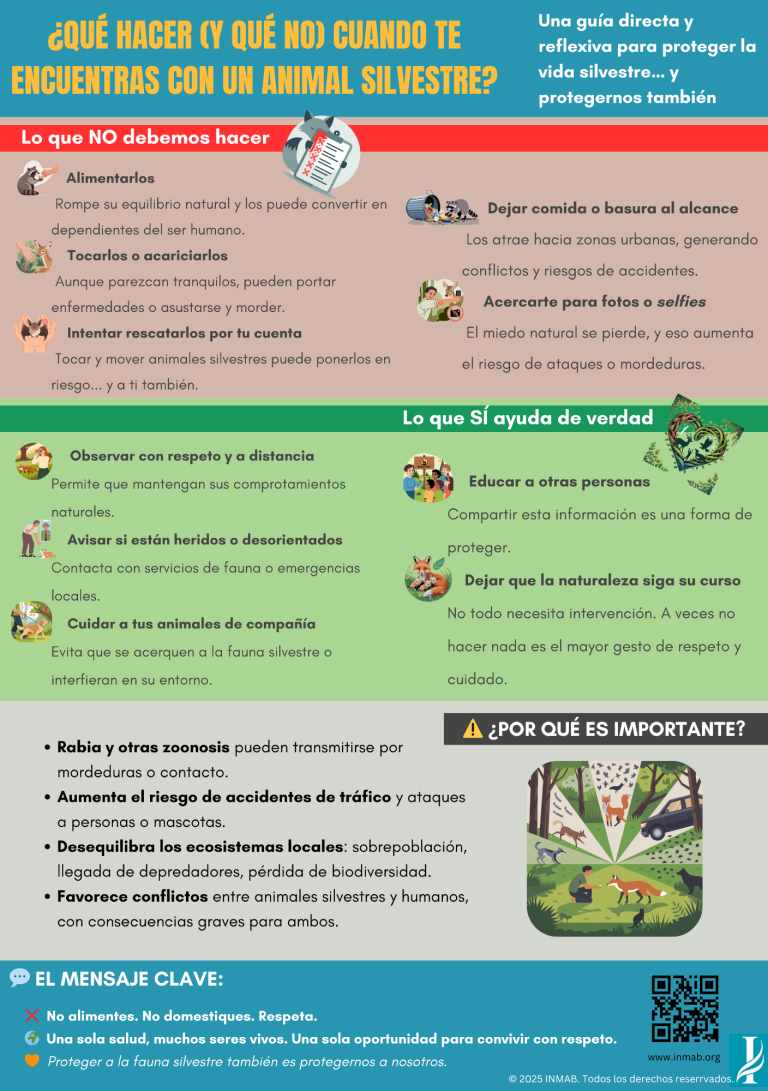 Infografía con consejos clave para actuar ante animales silvestres. Prevención de riesgos, respeto ecológico y salud compartida.