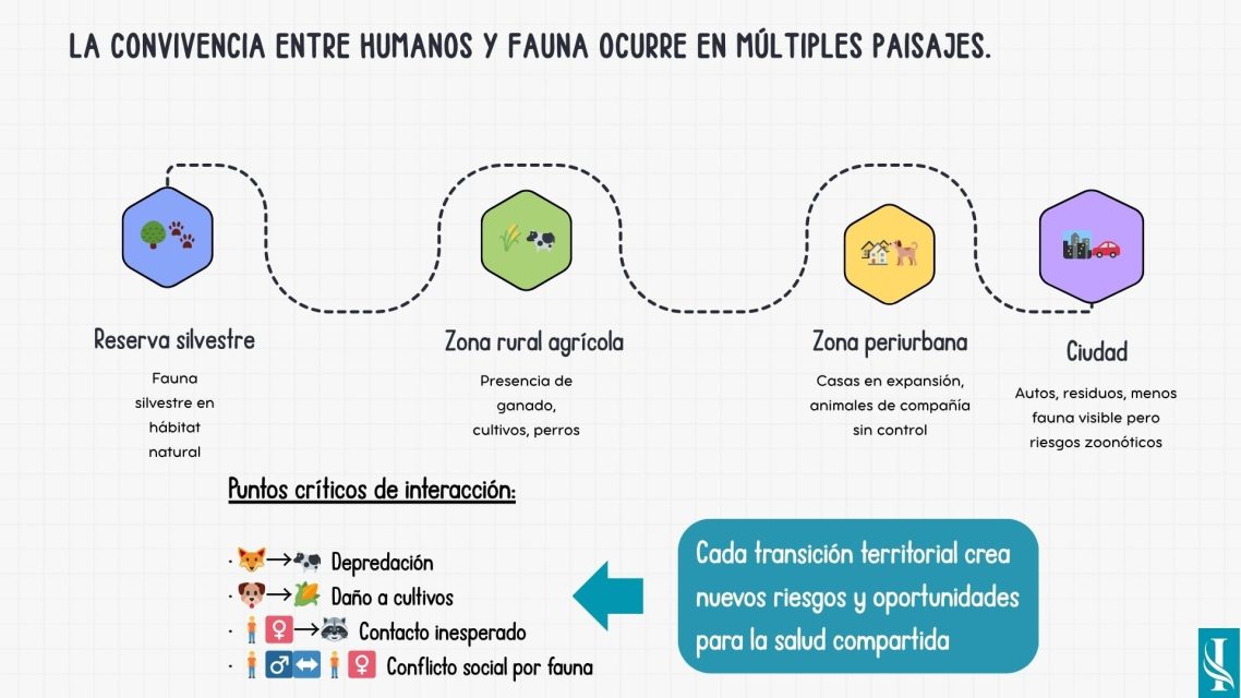 Ilustración del paso de áreas silvestres a ciudades mostrando cómo surgen conflictos humano-fauna en cada transición territorial.