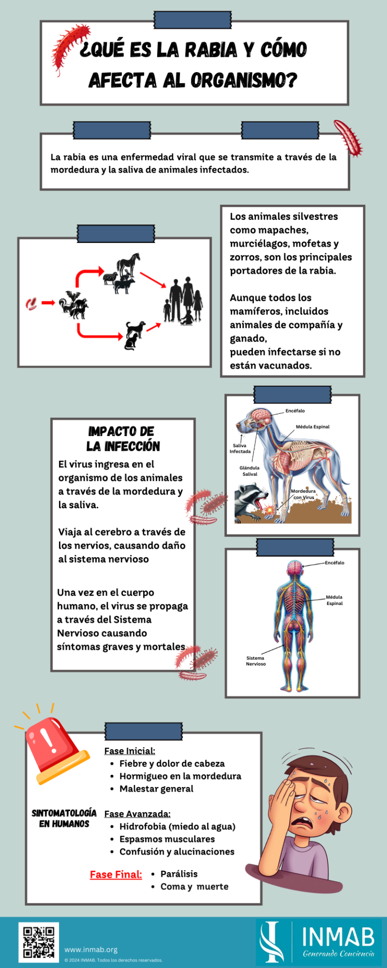 Infografía educativa que explica qué es la rabia, cómo se transmite el virus y sus efectos en nuestro cuerpo y en de los animales