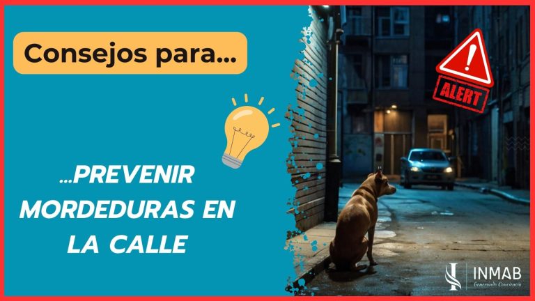 ¿Cómo evitar mordeduras de perros en la calle? Aprende estrategias clave para evitar incidentes en este video educativo de INMAB